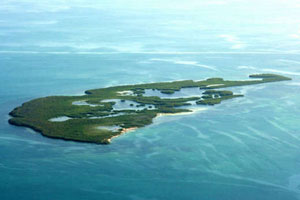alligator island